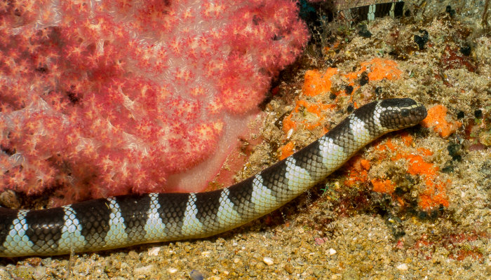 Krate (Coral Sea Snake)